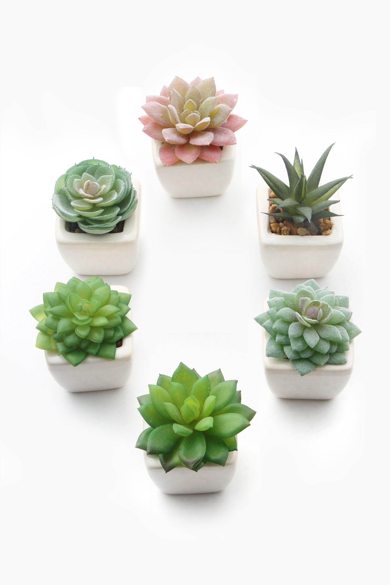 Lifelike Succulent Plant Decor-6 Assortment Pack CGF0197 (Set of 1 pcs) - COCOMELODY
